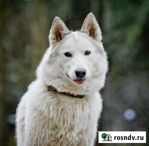 Сибирский хаски Лесной Городок - изображение 1