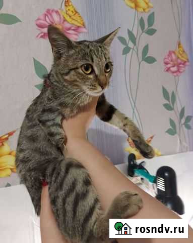 Кошечка без лапки Бийск - изображение 1