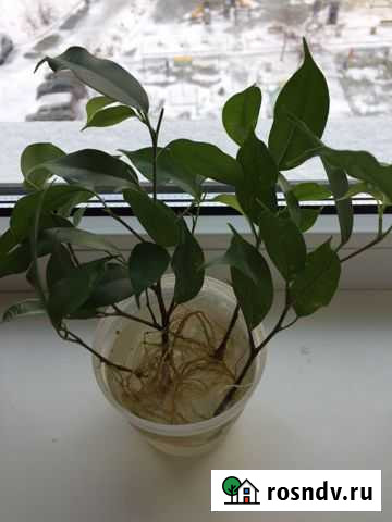 Фикус бенджамина, мелколистный. Наташа Челябинск - изображение 1