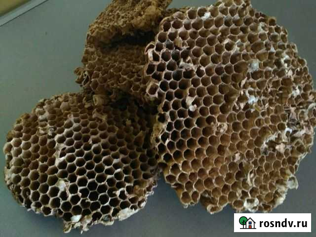 Осиное гнездо Великий Новгород - изображение 1