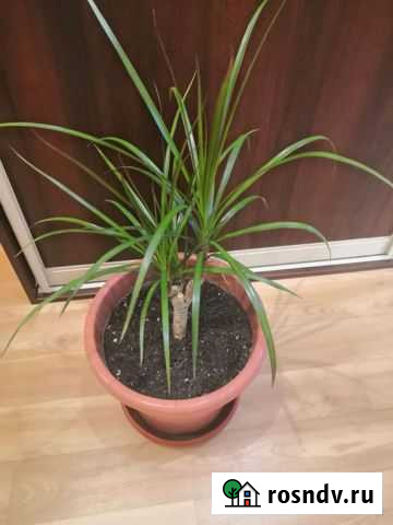 Пальма драцена Сургут - изображение 1
