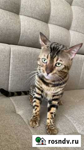 Бенгальский кот на вязку Воронеж - изображение 1