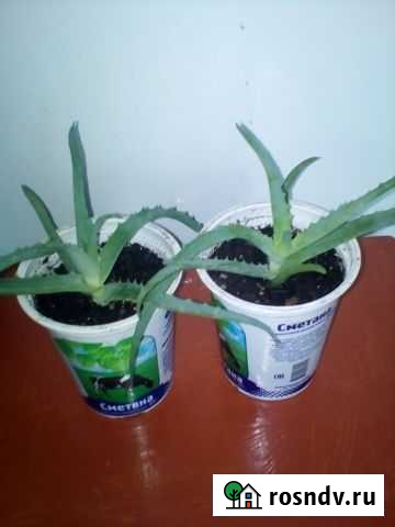 Алоэ Иркутск - изображение 1