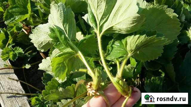 Клубника Фестивальная Ромашка Новосибирск - изображение 1