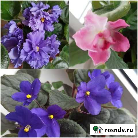 Фиалки Рязань - изображение 1