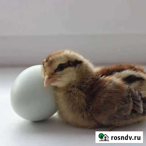 Цыплята Москва - изображение 1