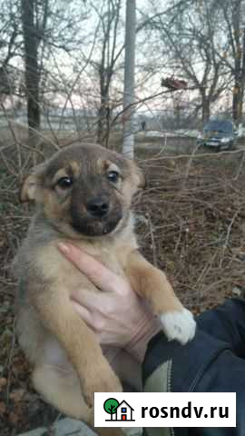 Щенки в добрые руки даром Гулькевичи - изображение 1