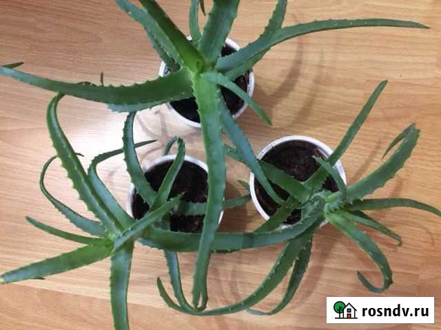 Алоэ/ столетник Владимир - изображение 1