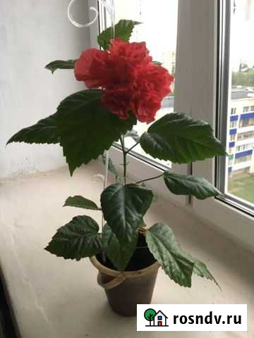 Гибискус Стерлитамак - изображение 1