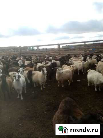 Козы Капустин Яр - изображение 1