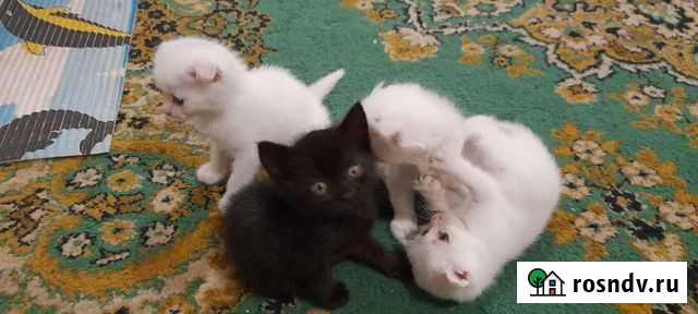 Котята в добрые руки Добринка - изображение 1