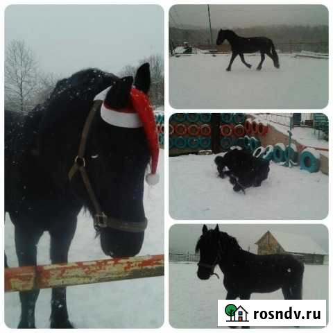 Навоз конский от мешка до камаза Сочи - изображение 1