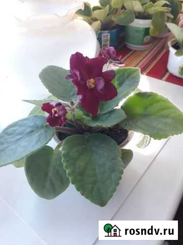 Фиалка Саратов - изображение 1