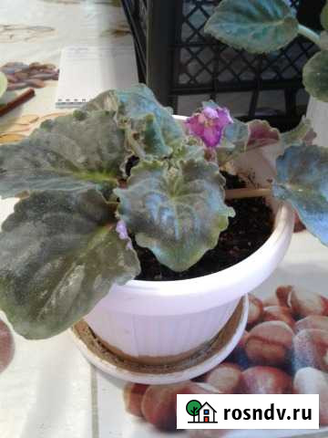 Фиалка Тула - изображение 1