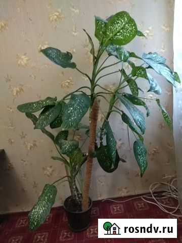 Диффенбахия Серпухов - изображение 1