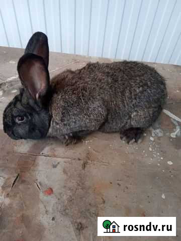 Кролик на племя Аткарск - изображение 1
