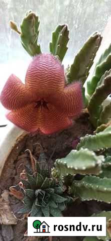 Лилия,денежное,алое, каланхоэ,стапелия Белгород - изображение 1