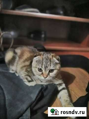 Шотландская вислоухая кошка Смоленка - изображение 1