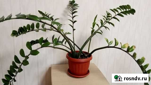 Замиокулькас Глушково - изображение 1