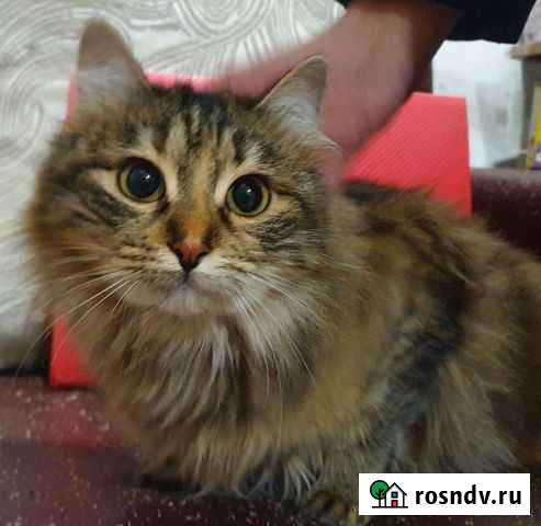 Кошечка Ежевика Петропавловск-Камчатский - изображение 1