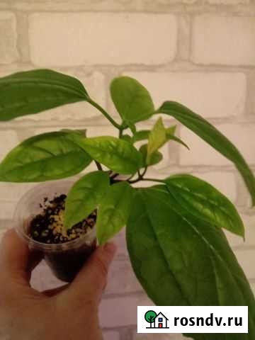 Комнатные цветы Курган - изображение 1