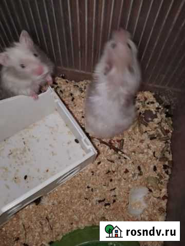 Хомяки. ангорки Дзержинск - изображение 1