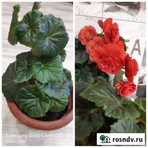 Бегония Биробиджан - изображение 1