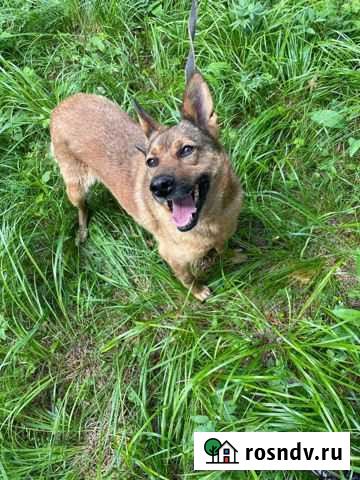 Собака девочка бесплатно Екатеринбург - изображение 1