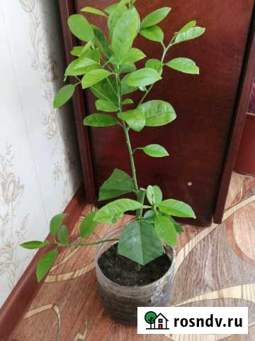 Цитрусовые домашние растения Шахты - изображение 1