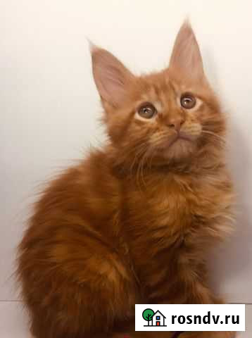 Котята мейн-кун Ярославль - изображение 1