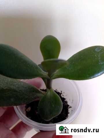 Денежное дерево толстянка Иркутск - изображение 1