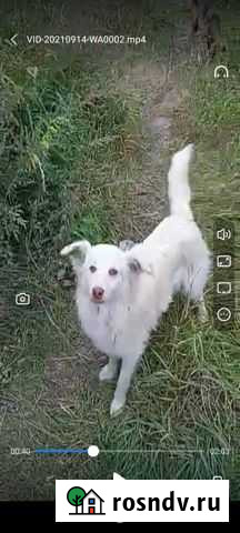 Собака в добрые руки Шелехов - изображение 1