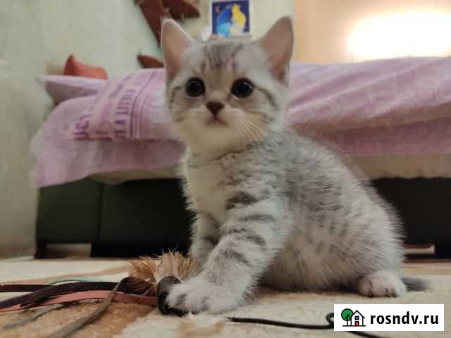 Шотландская прямоухая кошечка составит ваше счасть Белгород - изображение 1