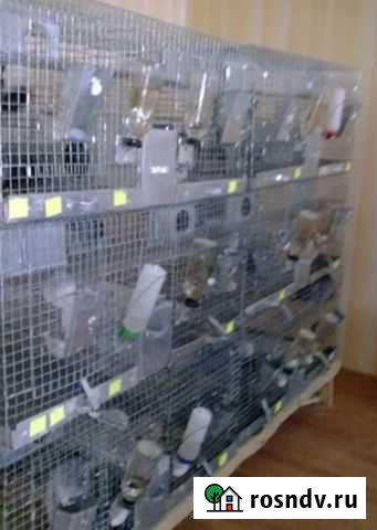 Клетка для шиншиллы бу Верхняя Пышма - изображение 1