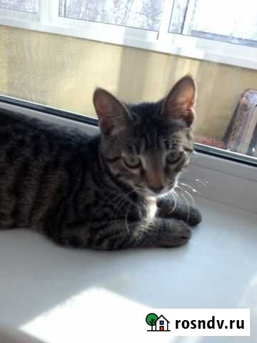 Котята Биробиджан - изображение 1