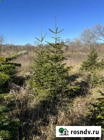 Ель новогодняя Майкоп - изображение 1