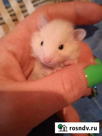 Хомяк Воронеж - изображение 1