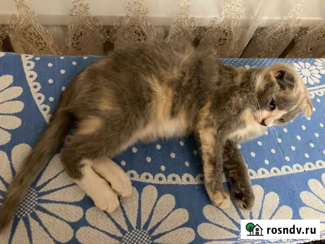 Вислоухие котята бесплатно Хасавюрт - изображение 1