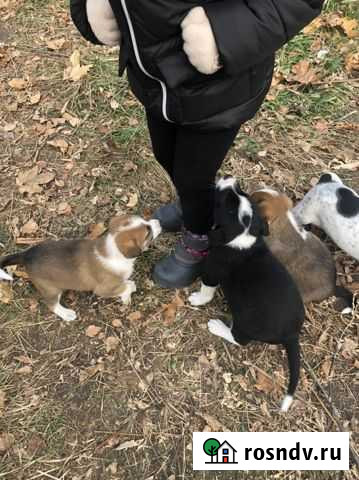 Шеночки Данков - изображение 1