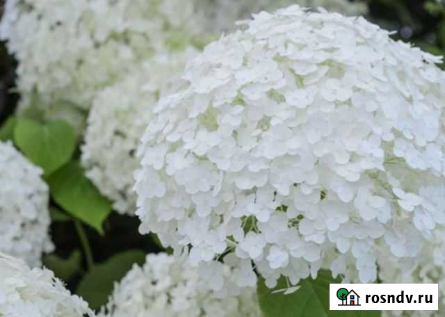 Гортензия. Взрослый шикарный куст Зеленодольск - изображение 1