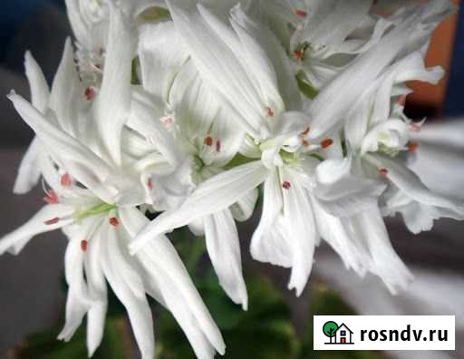 Пеларгония Noel Смоленск - изображение 1