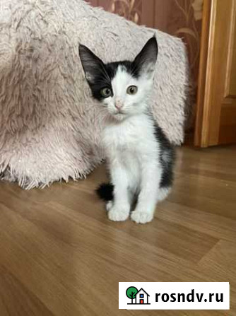 Котенок Воронеж - изображение 1
