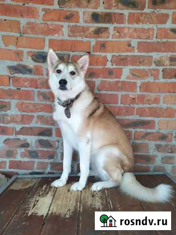 Лиса, близкий метис лайки. Возраст 2-3 года Ростов-на-Дону - изображение 1