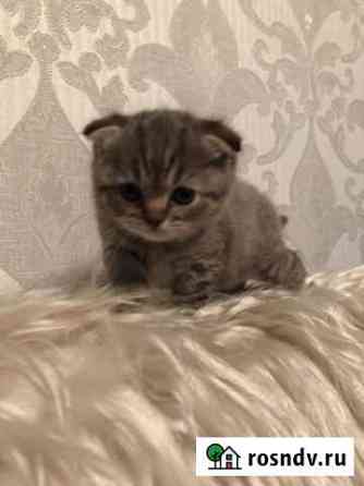 Вислоухий котенок Прохладный