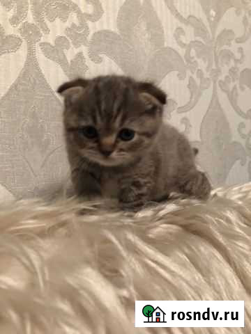 Вислоухий котенок Прохладный - изображение 1