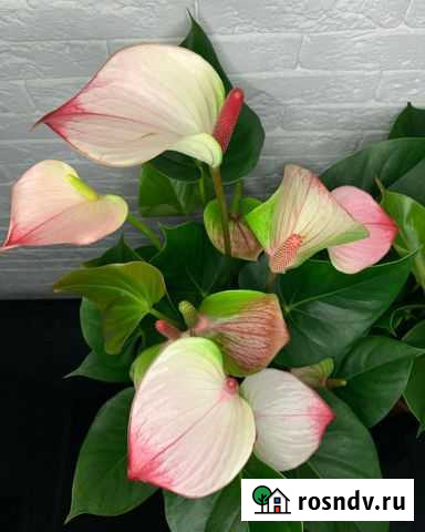 Антуриум Princess Amalia Elegance (деленки) Астрахань - изображение 1