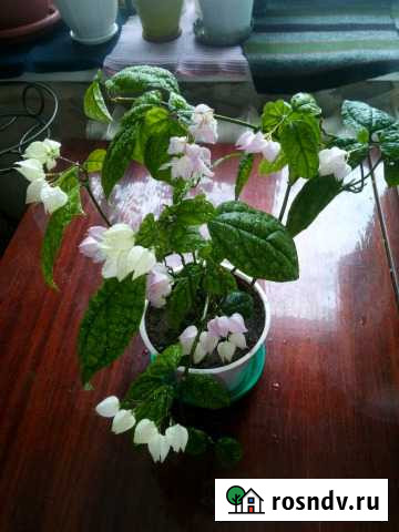 Чудесное растение Тольятти - изображение 1