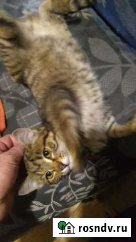 Котёнок в добрые руки Волгоград - изображение 1