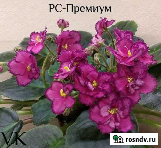 Рс-Премиум Пермь - изображение 1