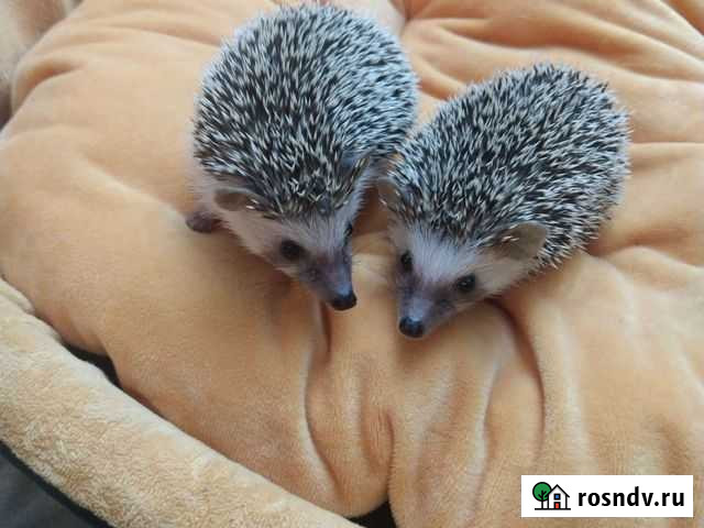 Африканские ежата Брянск - изображение 1